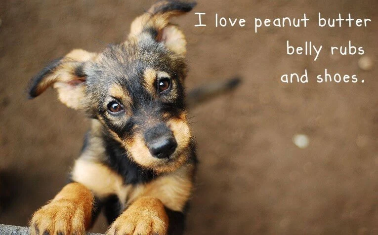 No Dog Left Behind: 6 Ways You Can Help Man's Best Friend